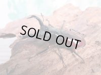 no.1☆新成虫☆オーベルチュールクロツヤシカクワガタ♂46ミリ♀フリーサイズペア販売！！