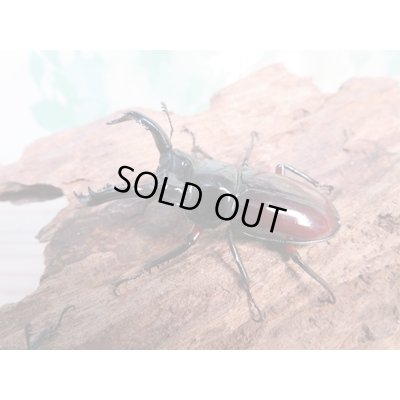 画像1: no.1☆新成虫☆オーベルチュールクロツヤシカクワガタ♂46ミリ♀フリーサイズペア販売！！