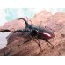 画像1: no.1☆新成虫☆オーベルチュールクロツヤシカクワガタ♂46ミリ♀フリーサイズペア販売！！ (1)