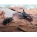 画像5: no.2☆新成虫☆オーベルチュールクロツヤシカクワガタ♂46ミリ♀フリーサイズペア販売！！ (5)