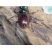 画像3: no.1☆新成虫☆オーベルチュールクロツヤシカクワガタ♂46ミリ♀フリーサイズペア販売！！ (3)