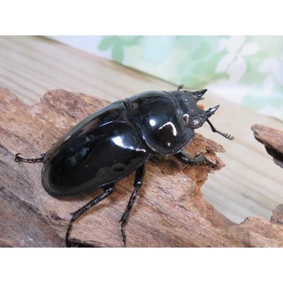 画像4: 大型新成虫☆ホワイトアイ☆タランドゥスオオツヤクワガタ♂82ミリ♀54ミリペア販売！！
