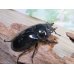 画像4: 大型新成虫☆ホワイトアイ☆タランドゥスオオツヤクワガタ♂82ミリ♀54ミリペア販売！！ (4)