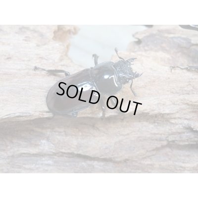 画像4: no.1☆新成虫☆オーベルチュールクロツヤシカクワガタ♂46ミリ♀フリーサイズペア販売！！