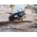 画像4: no.1☆新成虫☆オーベルチュールクロツヤシカクワガタ♂46ミリ♀フリーサイズペア販売！！ (4)