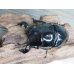 画像2: 大型新成虫☆ホワイトアイ☆タランドゥスオオツヤクワガタ♂82ミリ♀54ミリペア販売！！ (2)