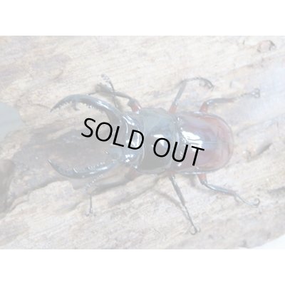 画像2: no.2☆新成虫☆オーベルチュールクロツヤシカクワガタ♂46ミリ♀フリーサイズペア販売！！