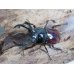画像2: no.2☆新成虫☆オーベルチュールクロツヤシカクワガタ♂46ミリ♀フリーサイズペア販売！！ (2)