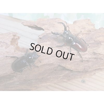 画像5: no.1☆新成虫☆オーベルチュールクロツヤシカクワガタ♂46ミリ♀フリーサイズペア販売！！