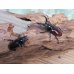 画像5: no.1☆新成虫☆オーベルチュールクロツヤシカクワガタ♂46ミリ♀フリーサイズペア販売！！ (5)