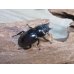 画像4: no.2☆新成虫☆オーベルチュールクロツヤシカクワガタ♂46ミリ♀フリーサイズペア販売！！ (4)