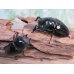 画像5: 大型新成虫☆ホワイトアイ☆タランドゥスオオツヤクワガタ♂82ミリ♀54ミリペア販売！！ (5)