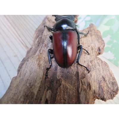 画像3: ☆新成虫☆ドンキエールコクワガタ（赤ドンキ）♂70ミリ♀44ミリペア販売！！