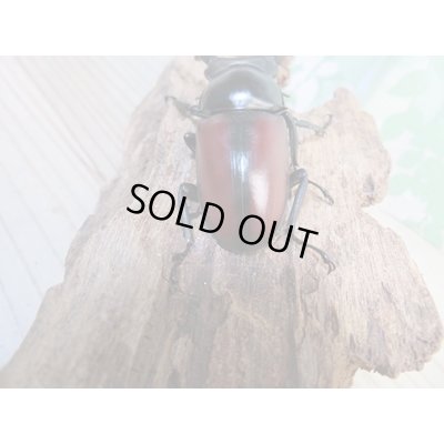 画像3: ☆新成虫☆ドンキエールコクワガタ（赤ドンキ）♂70ミリ♀44ミリペア販売！！