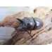 画像2: ☆最高峰☆フルストルファーオウゴンオニクワガタ♂44ミリ♀38ミリペア販売！！ (2)