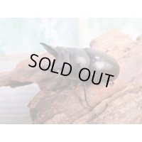 ☆最高峰☆フルストルファーオウゴンオニクワガタ♂44ミリ♀38ミリペア販売！！