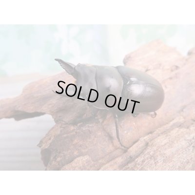 画像1: ☆最高峰☆フルストルファーオウゴンオニクワガタ♂44ミリ♀38ミリペア販売！！