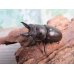 画像1: ☆最高峰☆フルストルファーオウゴンオニクワガタ♂44ミリ♀38ミリペア販売！！ (1)