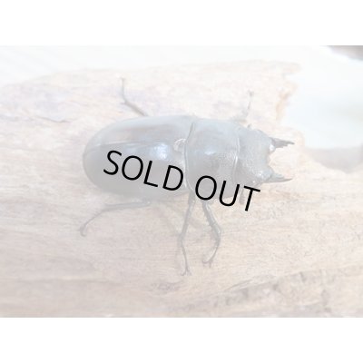 画像4: ☆最高峰☆フルストルファーオウゴンオニクワガタ♂44ミリ♀38ミリペア販売！！