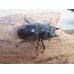 画像4: ☆最高峰☆フルストルファーオウゴンオニクワガタ♂44ミリ♀38ミリペア販売！！ (4)