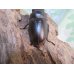 画像3: ☆最高峰☆フルストルファーオウゴンオニクワガタ♂44ミリ♀38ミリペア販売！！ (3)