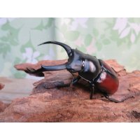 ☆新成虫☆ドンキエールコクワガタ（赤ドンキ）♂70ミリ♀44ミリペア販売！！
