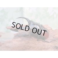☆新成虫☆ドンキエールコクワガタ（赤ドンキ）♂70ミリ♀44ミリペア販売！！