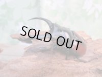 ☆新成虫☆ドンキエールコクワガタ(赤ドンキ)♂70ミリ♀44ミリペア販売!!