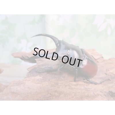 画像1: ☆新成虫☆ドンキエールコクワガタ（赤ドンキ）♂70ミリ♀44ミリペア販売！！