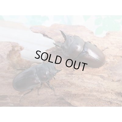 画像5: ☆最高峰☆フルストルファーオウゴンオニクワガタ♂44ミリ♀38ミリペア販売！！