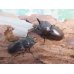 画像5: ☆最高峰☆フルストルファーオウゴンオニクワガタ♂44ミリ♀38ミリペア販売！！ (5)