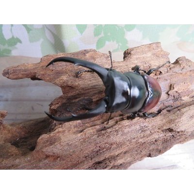 画像2: ☆新成虫☆ドンキエールコクワガタ（赤ドンキ）♂70ミリ♀44ミリペア販売！！