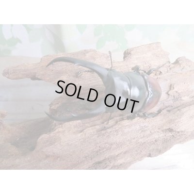 画像2: ☆新成虫☆ドンキエールコクワガタ（赤ドンキ）♂70ミリ♀44ミリペア販売！！