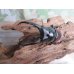 画像2: ☆新成虫☆ドンキエールコクワガタ（赤ドンキ）♂70ミリ♀44ミリペア販売！！ (2)