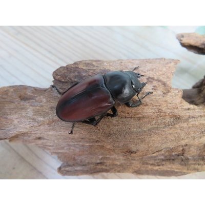 画像4: ☆新成虫☆ドンキエールコクワガタ（赤ドンキ）♂70ミリ♀44ミリペア販売！！