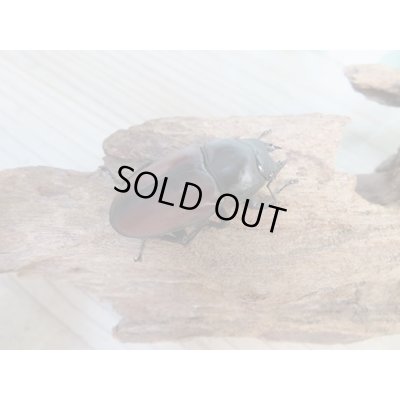画像4: ☆新成虫☆ドンキエールコクワガタ（赤ドンキ）♂70ミリ♀44ミリペア販売！！