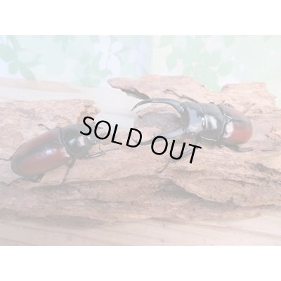 画像5: ☆新成虫☆ドンキエールコクワガタ（赤ドンキ）♂70ミリ♀44ミリペア販売！！