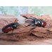 画像5: ☆新成虫☆ドンキエールコクワガタ（赤ドンキ）♂70ミリ♀44ミリペア販売！！ (5)