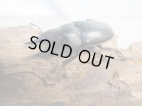 新成虫☆WF3☆セリコルニスノコギリクワガタ♂47ミリ♀フリーサイズペア販売！！