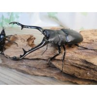 ☆新成虫☆ギラファノコギリクワガタ（亜種ケイスケ）♂96ミリ♀48ミリペア販売！！