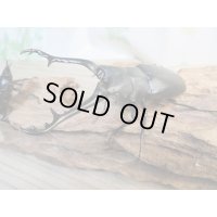 ☆新成虫☆ギラファノコギリクワガタ（亜種ケイスケ）♂96ミリ♀48ミリペア販売！！