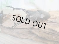 ☆新成虫☆ギラファノコギリクワガタ（亜種ケイスケ）♂96ミリ♀48ミリペア販売！！