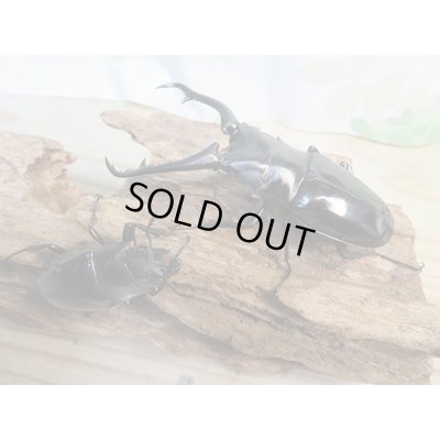 画像5: ☆新成虫☆ギラファノコギリクワガタ（亜種ダイスケ）♂91ミリ♀50ミリペア販売！！