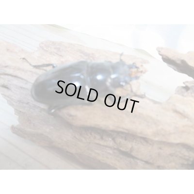 画像4: ☆新成虫☆ギラファノコギリクワガタ（亜種ダイスケ）♂91ミリ♀50ミリペア販売！！