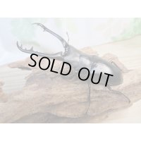 ☆新成虫☆ギラファノコギリクワガタ（亜種ケイスケ）♂86ミリ♀47ミリペア販売！！