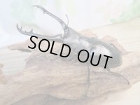 ☆新成虫☆ギラファノコギリクワガタ（亜種ケイスケ）♂86ミリ♀47ミリペア販売！！
