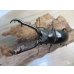 画像2: ☆新成虫☆ギラファノコギリクワガタ（亜種ケイスケ）♂86ミリ♀47ミリペア販売！！ (2)