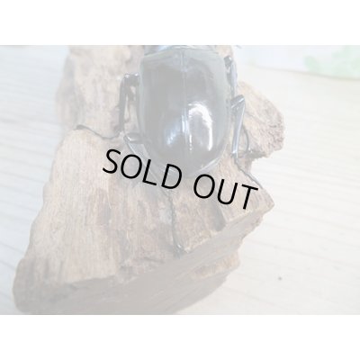 画像3: ☆新成虫☆ギラファノコギリクワガタ（亜種ダイスケ）♂91ミリ♀50ミリペア販売！！