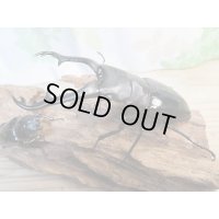 ☆大型新成虫☆ギラファノコギリクワガタ（亜種ニシカワイ）♂100ミリ♀49.5ミリペア販売！！