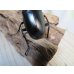 画像3: ☆新成虫☆ギラファノコギリクワガタ（亜種ケイスケ）♂86ミリ♀47ミリペア販売！！ (3)